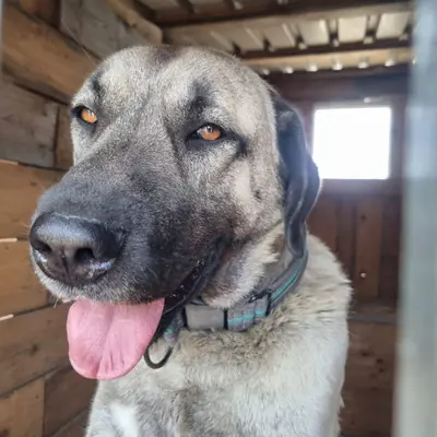 Pascha - Kangal-Hirtenhund - Bild 5