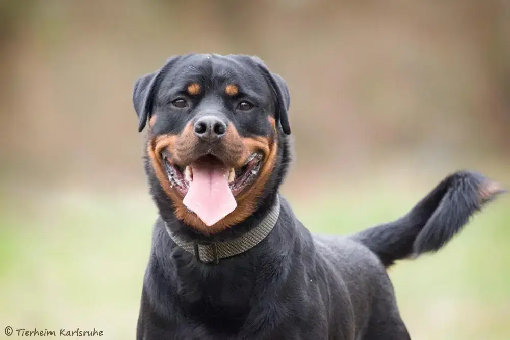 Chico - Rottweiler - Bild 1