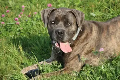 Drago – Cane Corso Italiano – Bild 14