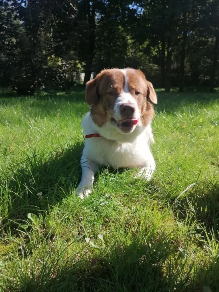 Thibaut -  - Bild 8