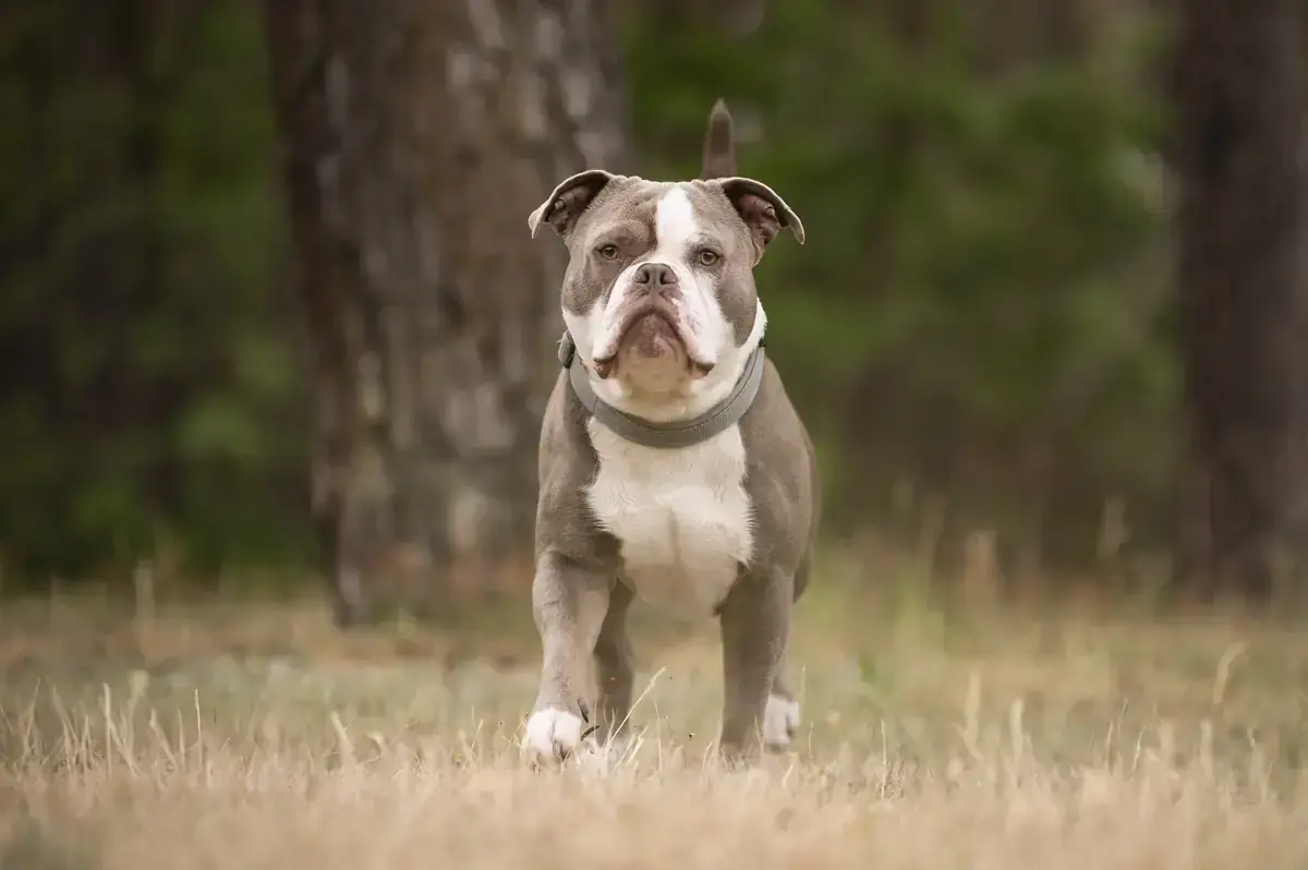 Buddy - Englische Bulldogge - Bild 4