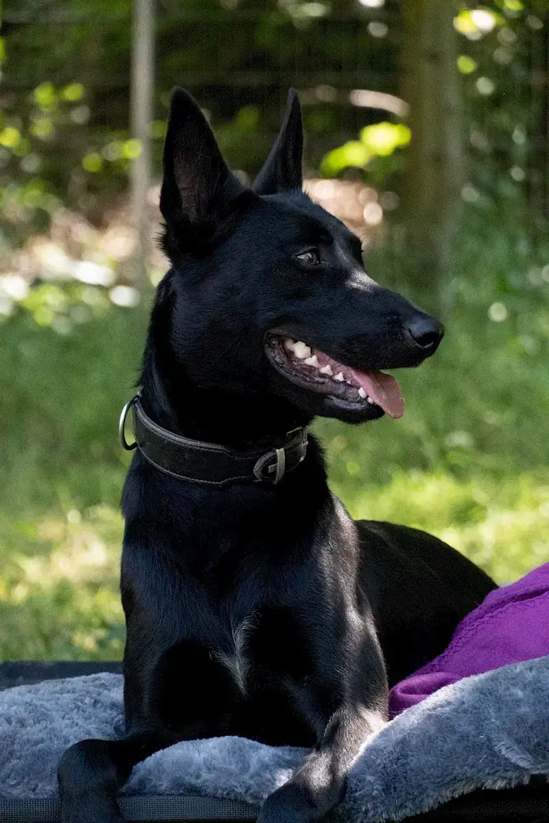 Greta - Deutscher Schäferhund - Bild 16