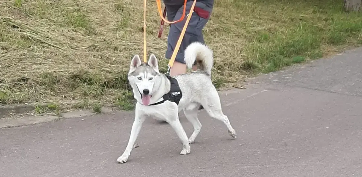 Ice - Siberian Husky - Bild 12