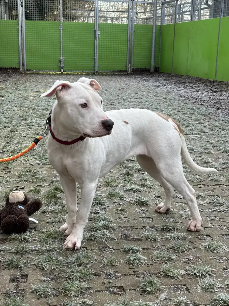 Leyla -  - Bild 2