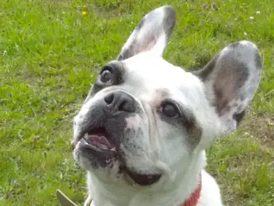 Fritz und Buddy – Mischling – Bild 4
