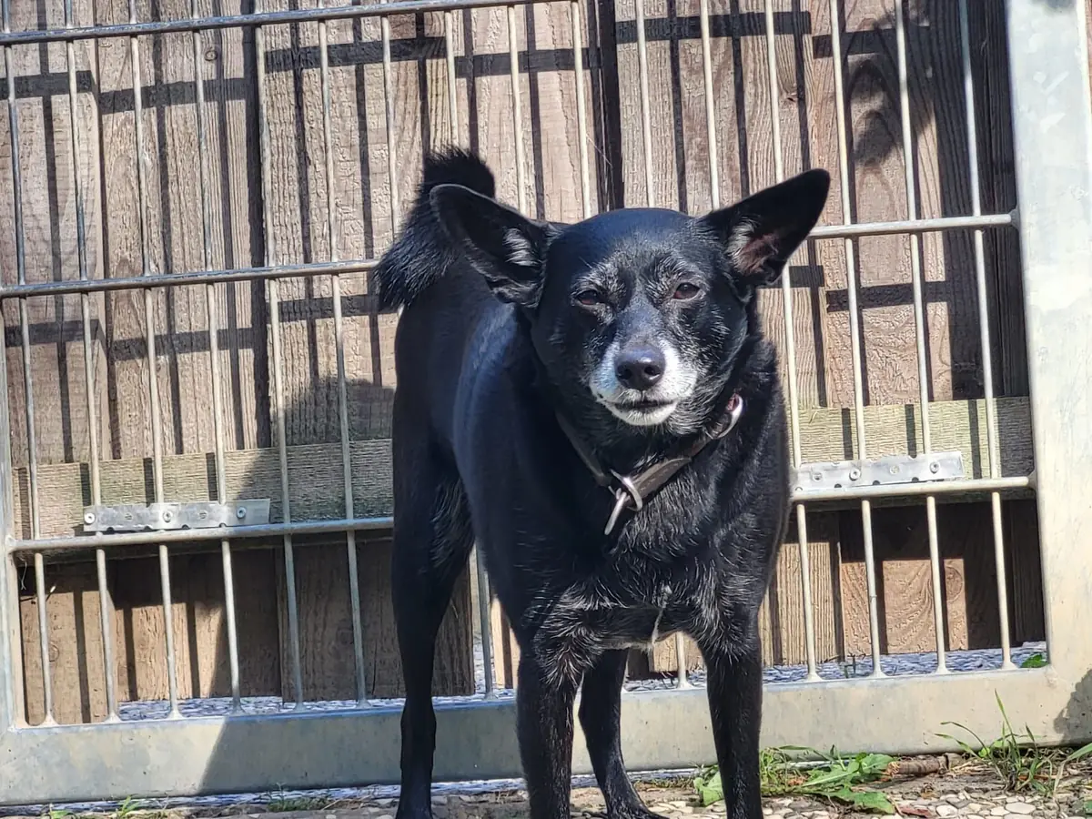 Chap - Mops - Bild 6