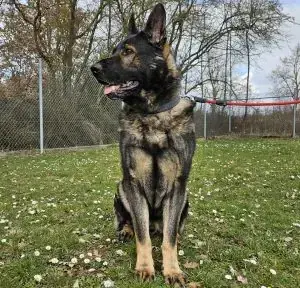 Furado - Deutscher Schäferhund - Bild 1