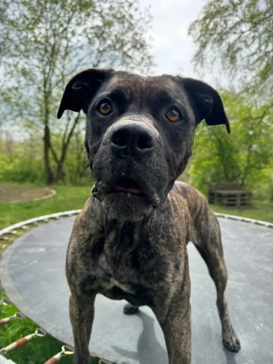Cora - Dogo Canario - Bild 4