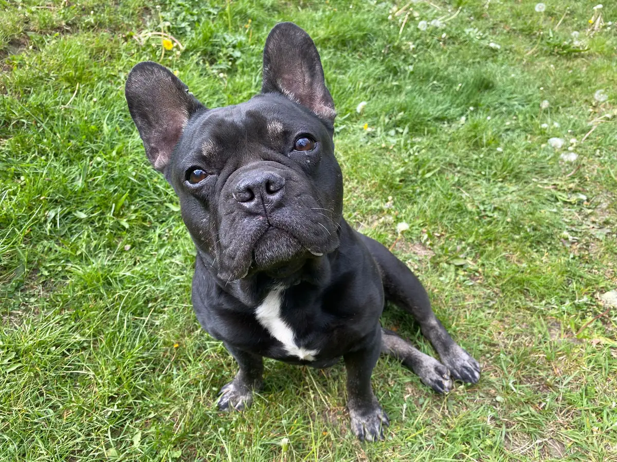 Dustin - Französische Bulldogge - Bild 4