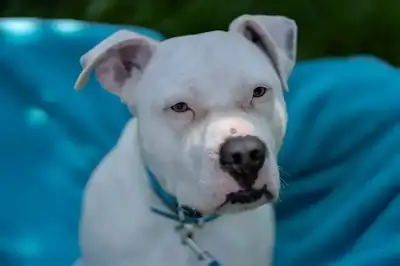 Apollo – American Staffordshire Terrier – Bild 7