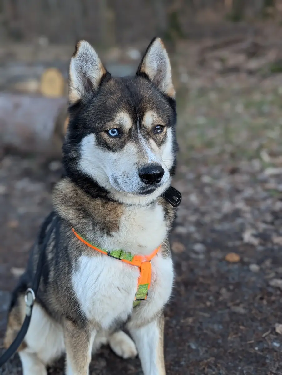 Akela - Siberian Husky - Bild 3