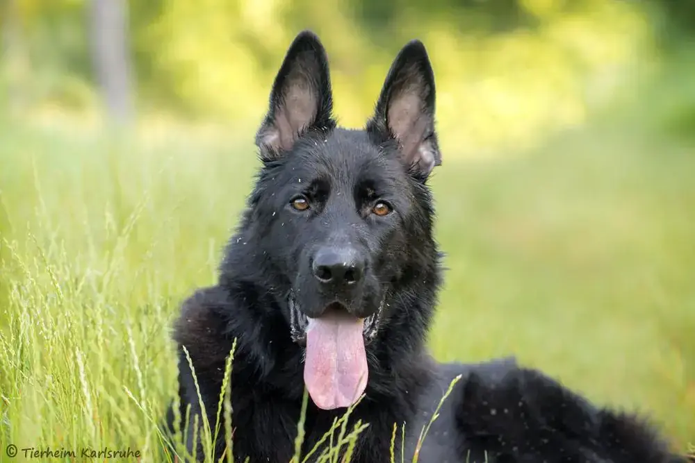 Reus - Deutscher Schäferhund - Bild 1