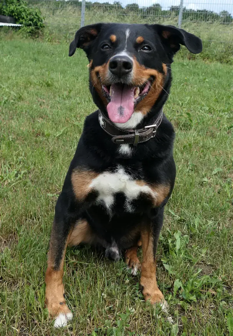 Caruso -  - Bild 2