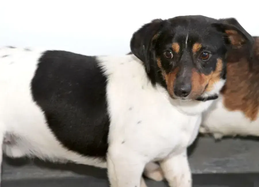 Boomer -  - Bild 1