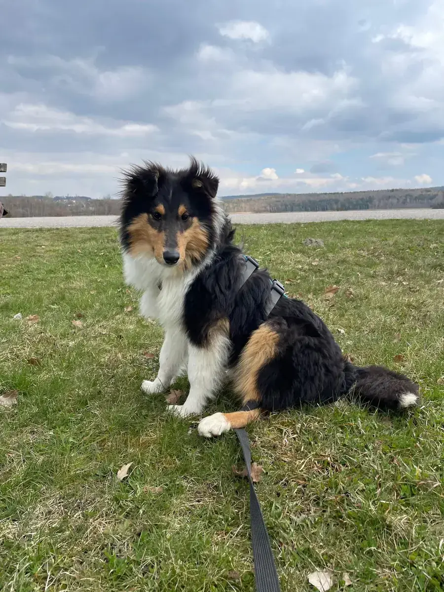 Buscuit - Border Collie - Bild 3