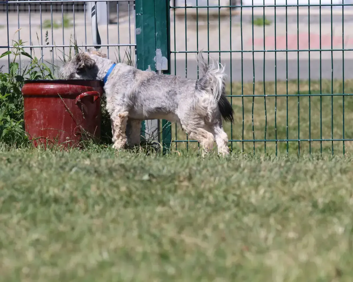 Bobby -  - Bild 8