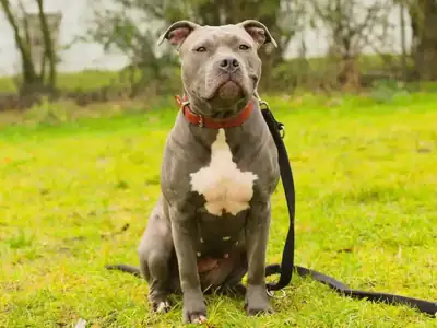 Jette – American Staffordshire Terrier – Bild 3
