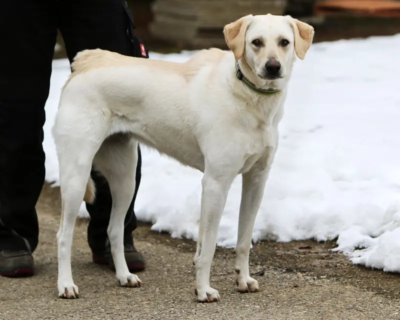 Nelly - Labrador Retriever - Bild 2