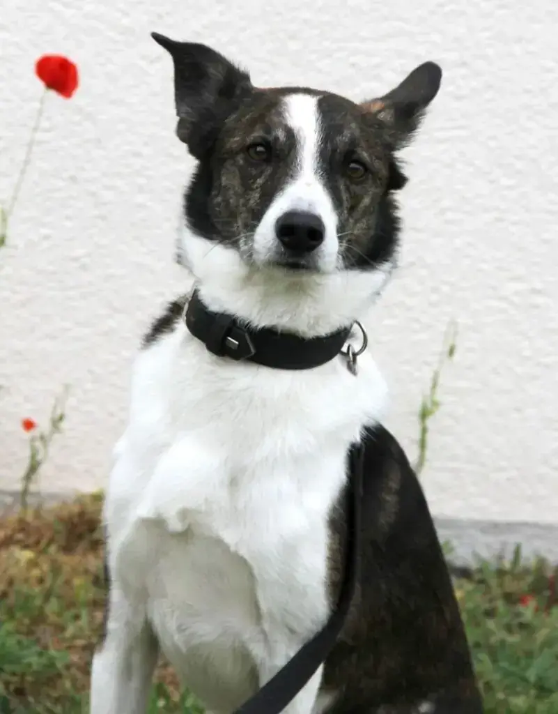 Cosmo -  - Bild 10