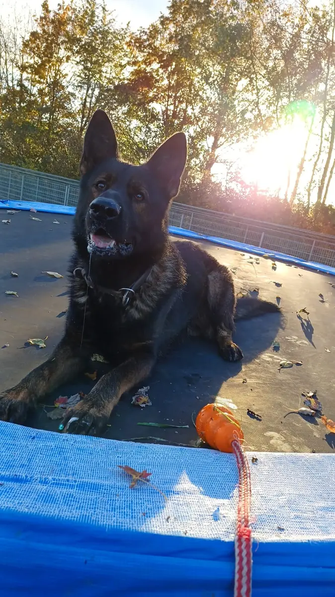 Cuba - Deutscher Schäferhund - Bild 7