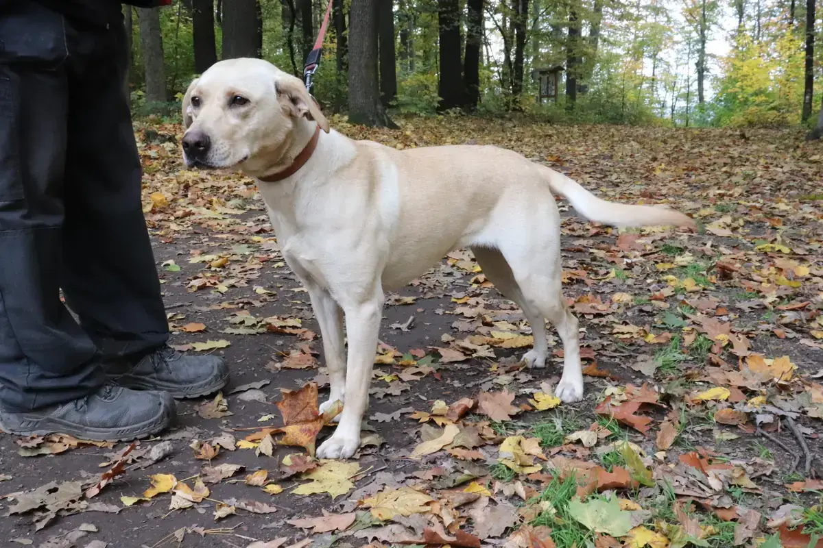 Lina - Labrador Retriever - Bild 4