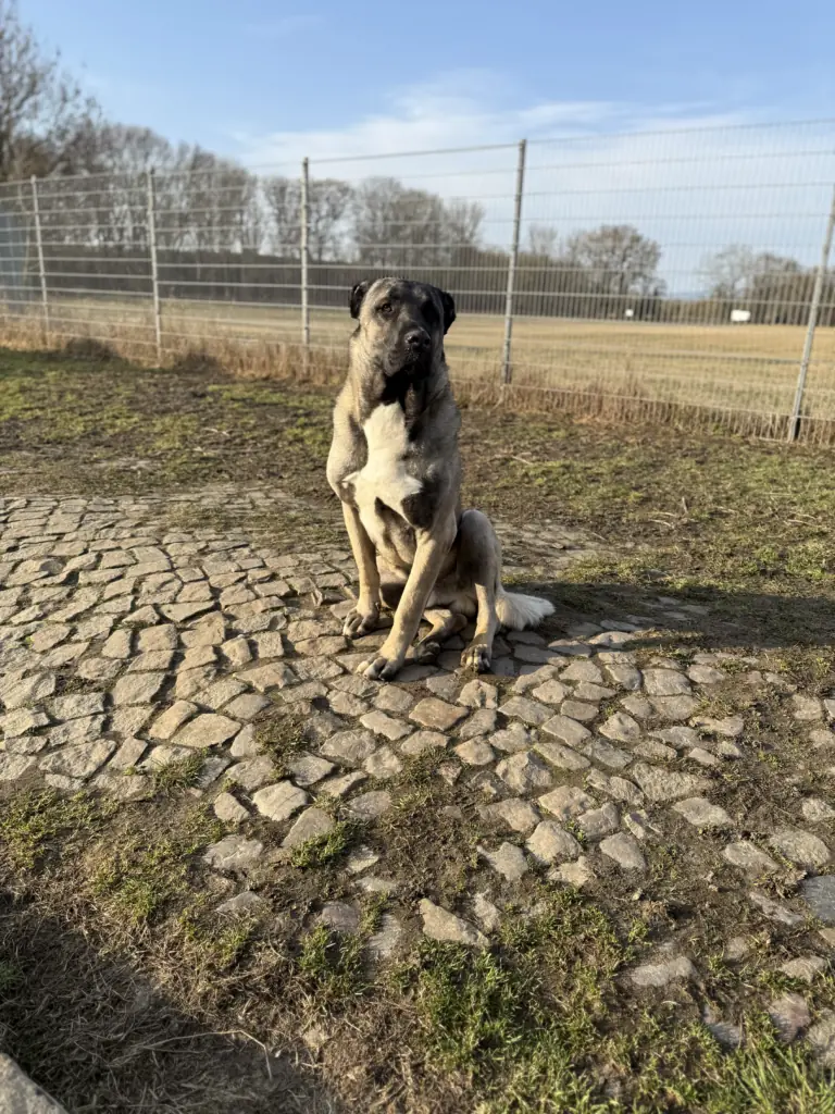Buddy -  - Bild 2