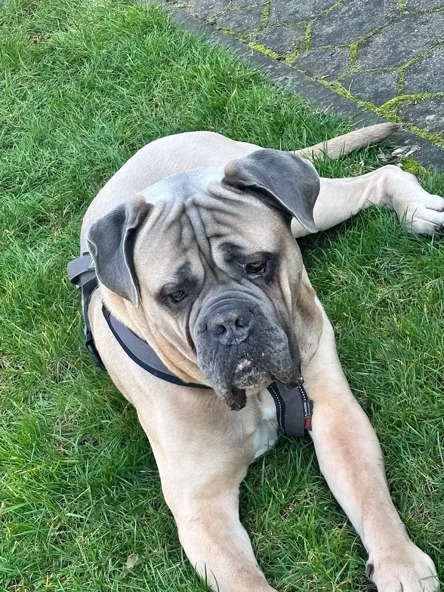 Byron - Cane Corso Italiano - Bild 8