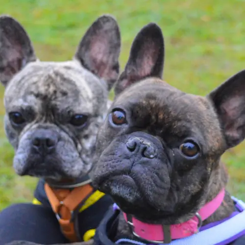 Carlos und Elvis -  - Bild 1