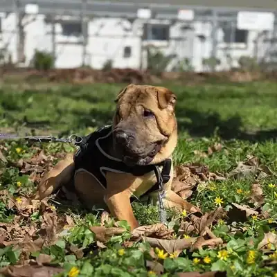 Camillo – Shar-Pei – Bild 4