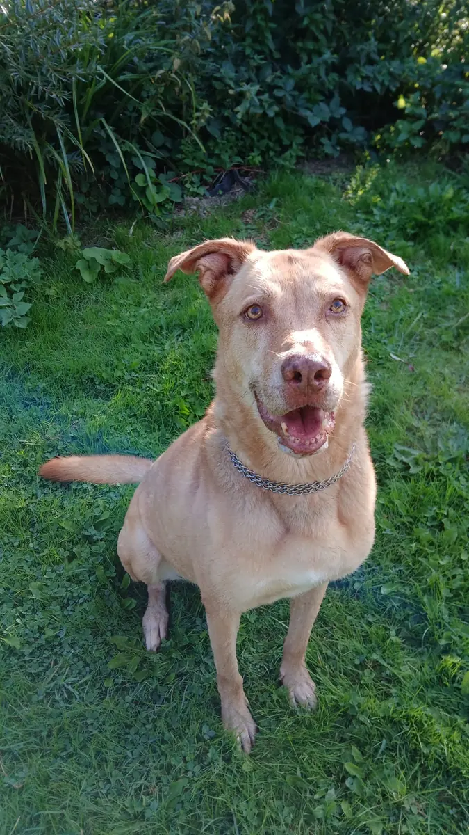 Lio - Deutscher Schäferhund - Bild 2