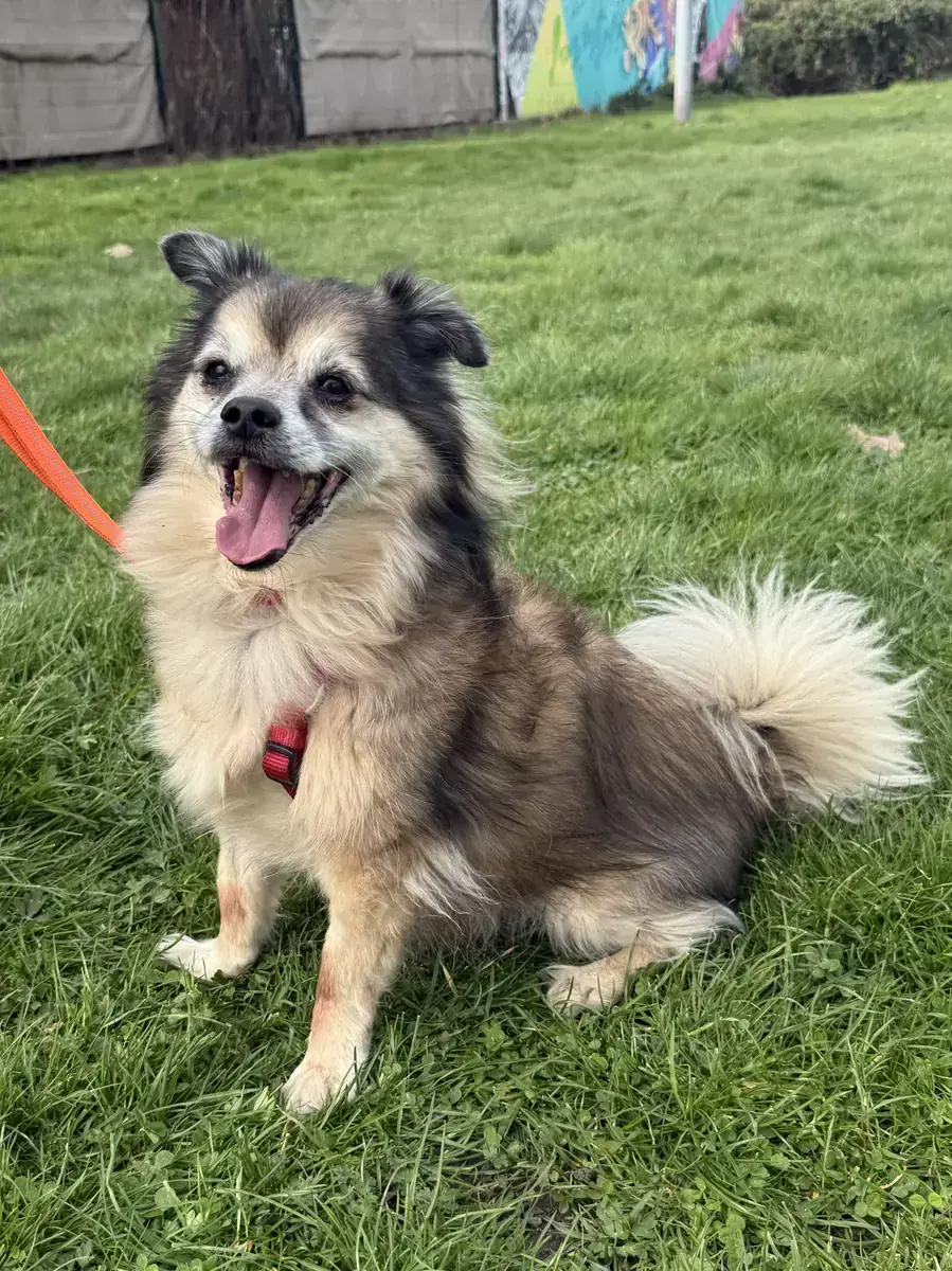 Shih Tzu-Mix Rocky