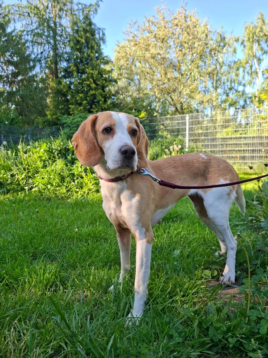 Liesel - Beagle - Bild 3