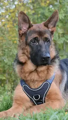 Evoli – Deutscher Schäferhund – Bild 12
