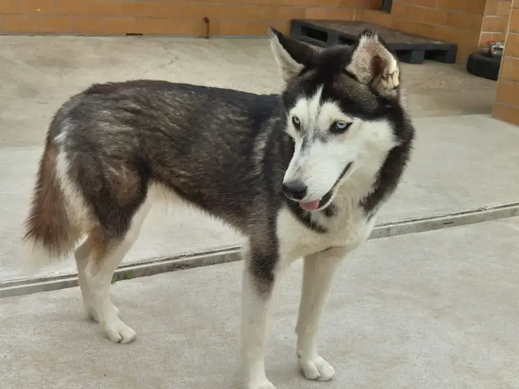Suki - Siberian Husky - Bild 1