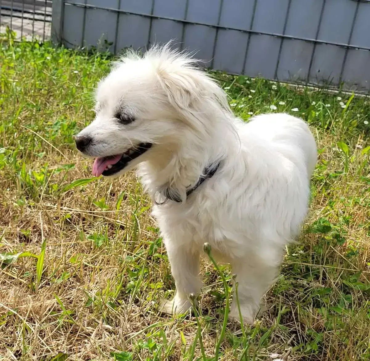 Tini - Chihuahua - Bild 4