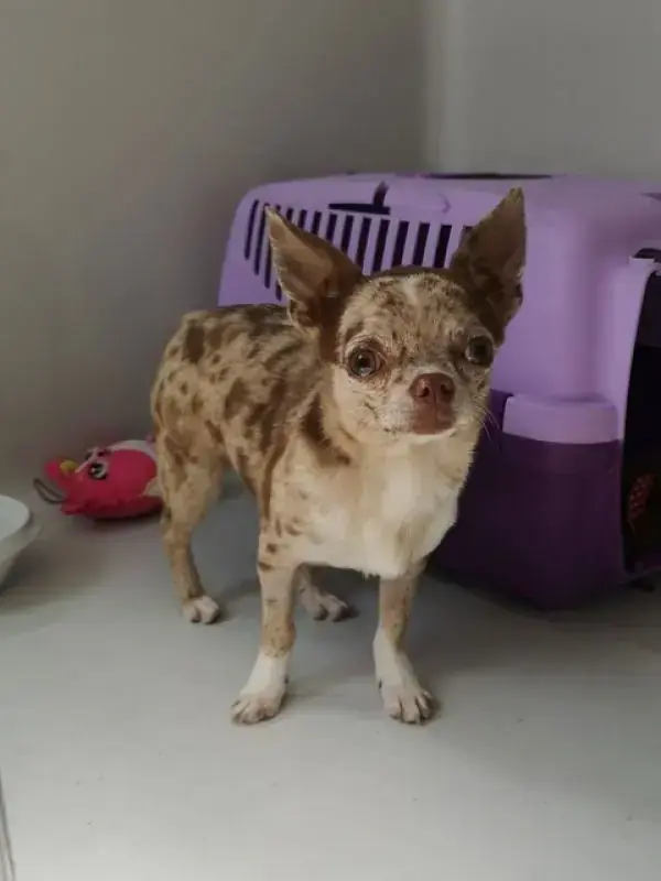 Hugo - Chihuahua - Bild 6