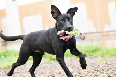 Puma – Hund – Bild 3