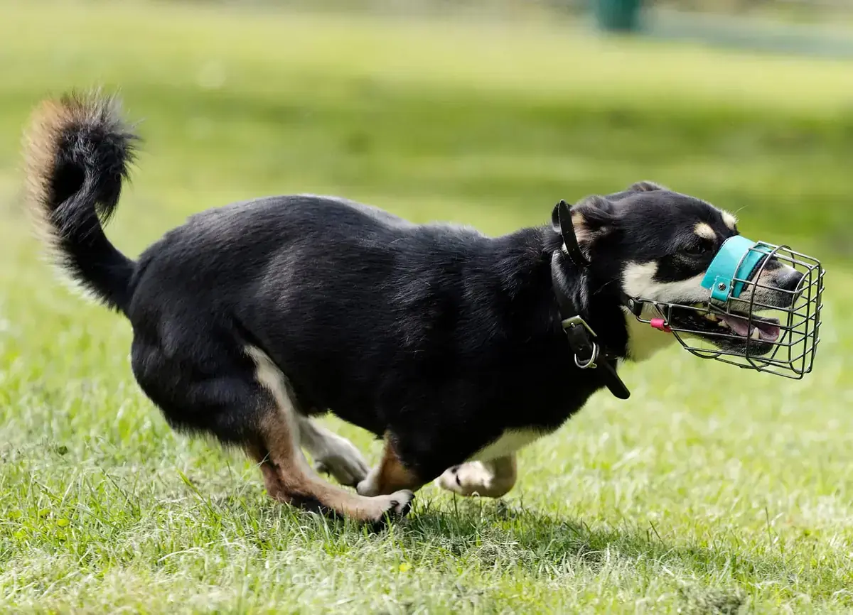 Balu -  - Bild 4