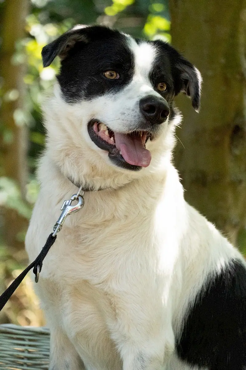 Charly -  - Bild 2