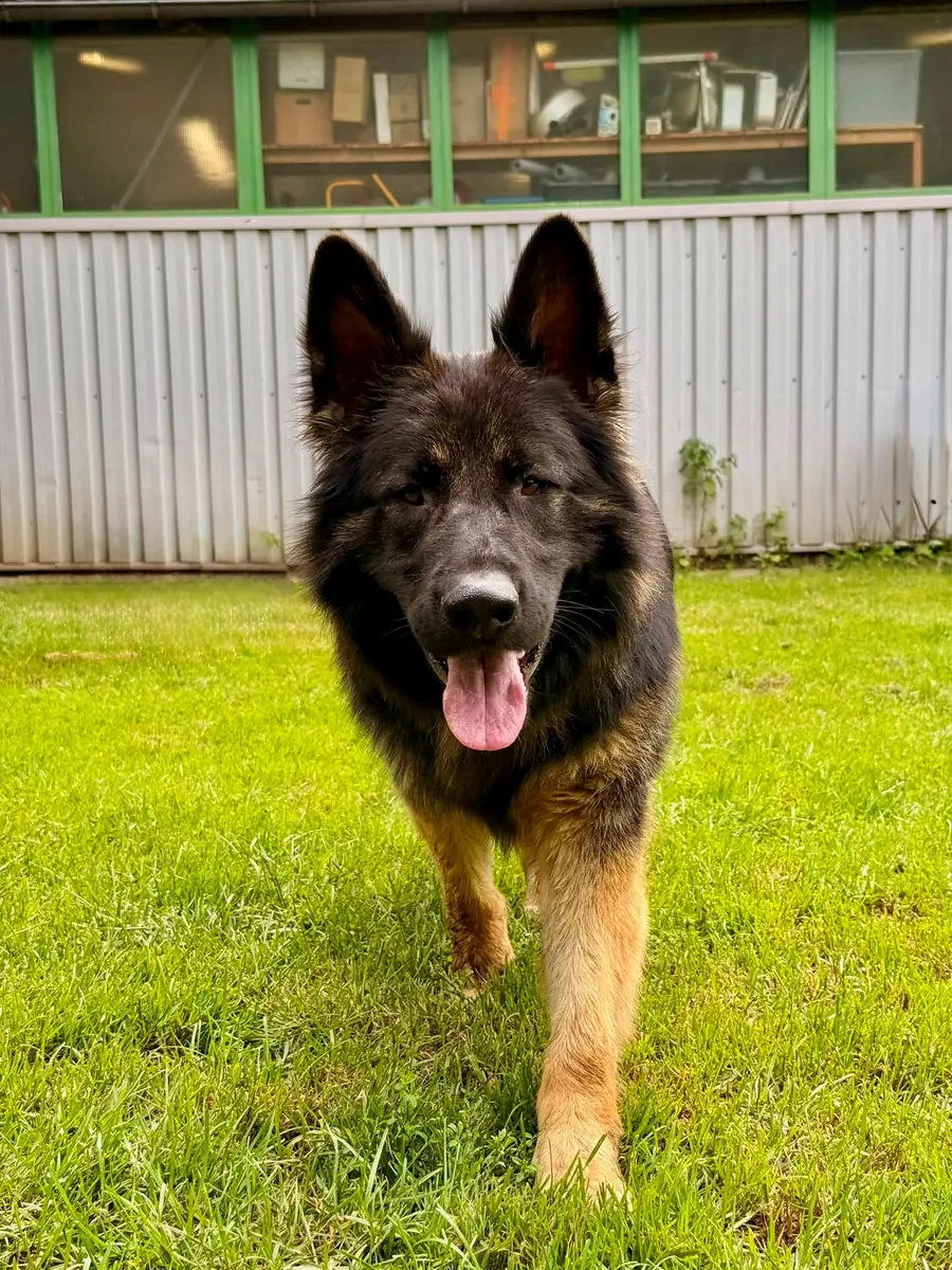 Bobby - Deutscher Schäferhund - Bild 3