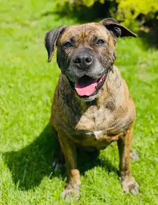 Tira – Hund – Bild 15
