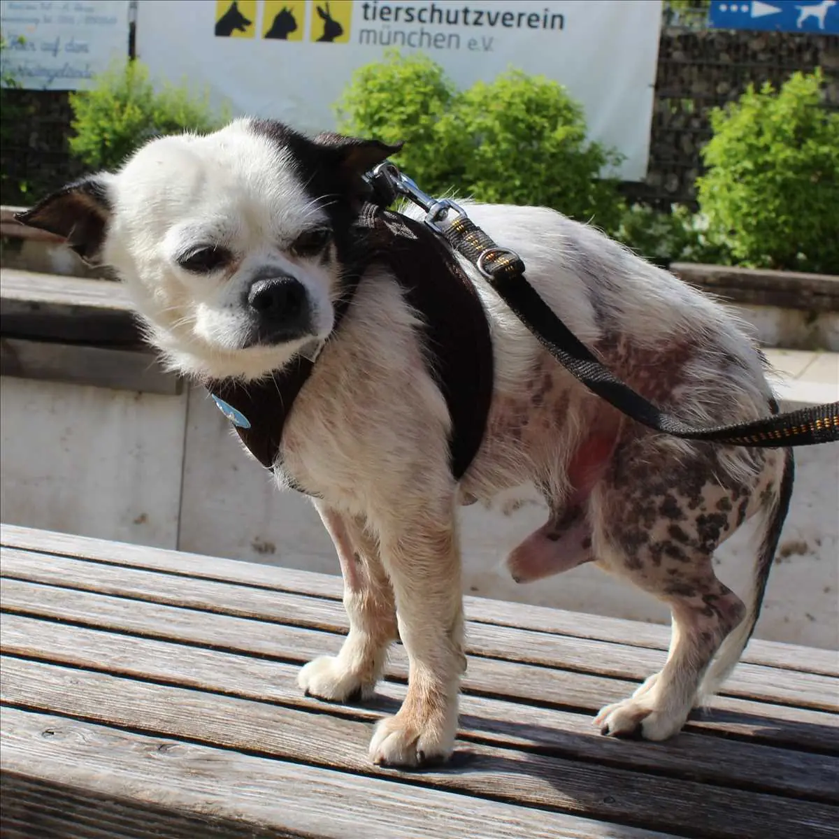 SNUPI - Chihuahua - Bild 1