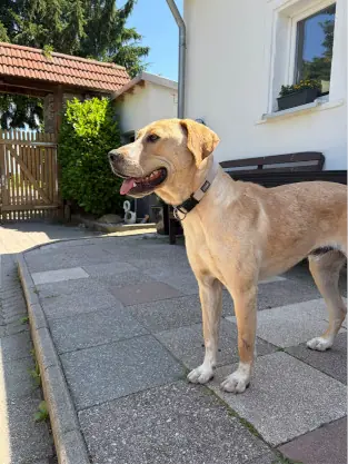 Luca -  - Bild 2