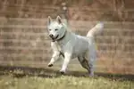 Balou – Siberian Husky – Bild 9