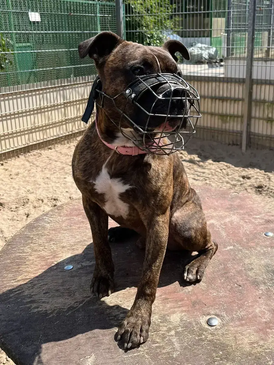 Frodo - American Staffordshire Terrier - Bild 3
