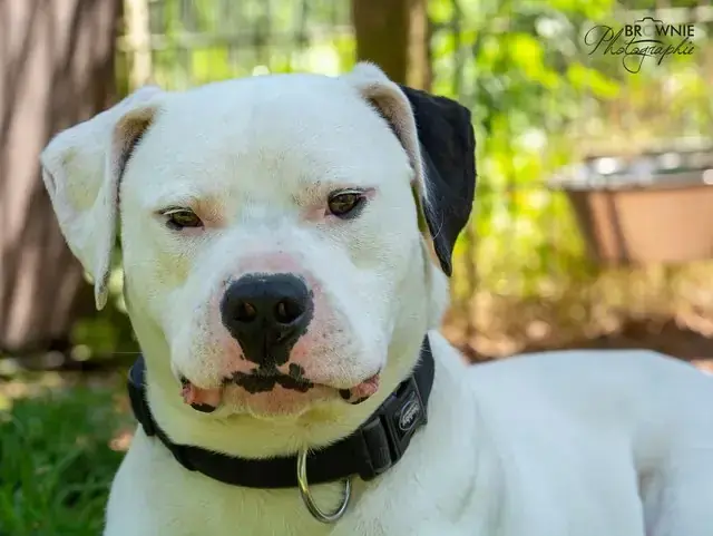 Hades - Dogo Argentino - Bild 13
