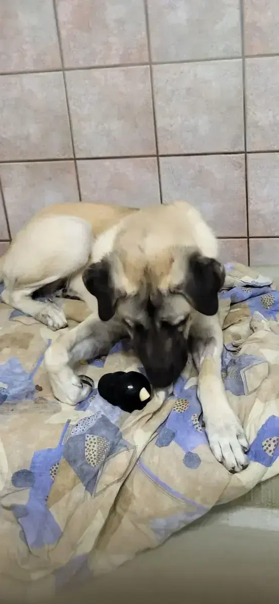 Kangal-Hirtenhund Matilda