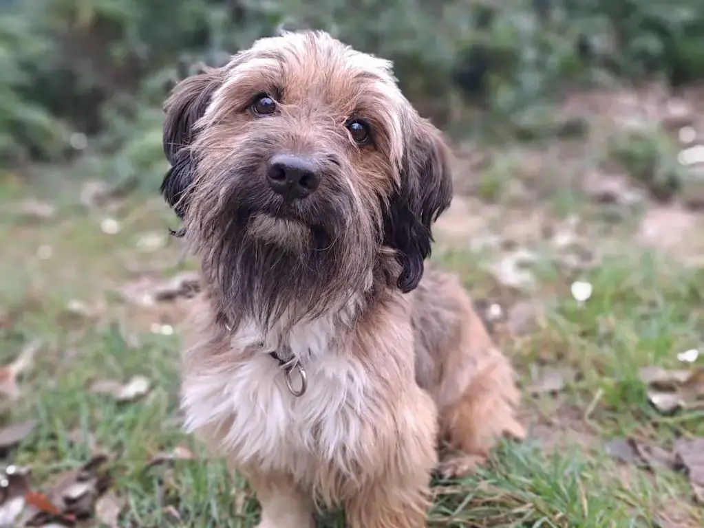 Milo -  - Bild 2
