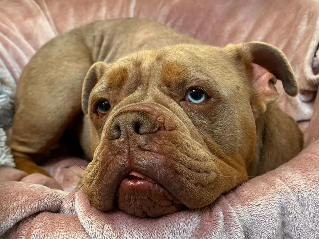 Aramis - Englische Bulldogge - Bild 2