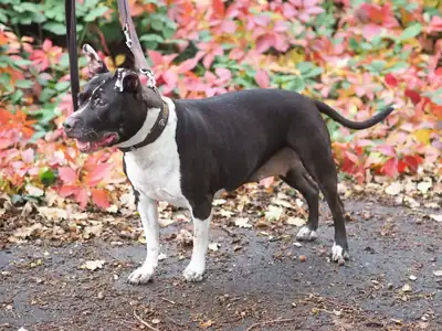 Kira – Staffordshire Bullterrier – Bild 4